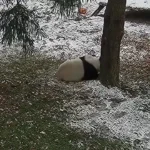 بازی و غلت زدن پانداها در برفِ باغوحش بازی و غلت زدن پانداها در برفِ باغوحش