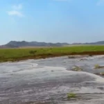 چرای شترها زیر باران و در طبیعت سرسبز مکه چرای شترها زیر باران و در طبیعت سرسبز مکه