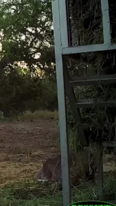 ببینید؛ تلاش ناامیدانه یک گوزن مادر برای نجات بچهاش از چنگ سیاهگوش ببینید؛ تلاش ناامیدانه یک گوزن مادر برای نجات بچهاش از چنگ سیاهگوش