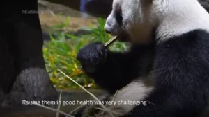 ژاپن برای اولین بار در ۵۰ سال اخیر بدون پاندا خواهد بود