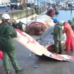 نهنگ ۲۱ متری مرده در سواحل اسپانیا از آب خارج شد