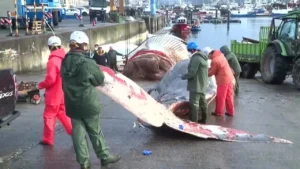 نهنگ ۲۱ متری مرده در سواحل اسپانیا از آب خارج شد