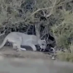 شیرهای کوهی به شکار پنگوئنها روی آوردهاند شیرهای کوهی به شکار پنگوئنها روی آوردهاند