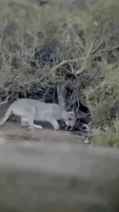 شیرهای کوهی به شکار پنگوئنها روی آوردهاند شیرهای کوهی به شکار پنگوئنها روی آوردهاند