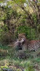 پلنگی که با خونسردی شغال را خفه کرد پلنگی که با خونسردی شغال را خفه کرد