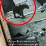 حمله پلنگ به مجتمع مسکونی در هند؛ ۷ نفر زخمی شدند حمله پلنگ به مجتمع مسکونی در هند؛ ۷ نفر زخمی شدند