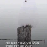 جغد برفی نامرئی!