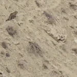 مشاهده یک پلنگ ایرانی در حاشیه روستای سمین‌دشت