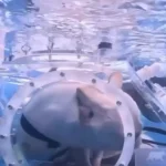 طوطی و سگ در زیر آب؛ نوآوری چینی‌ها در دنیای حیوانات خانگی