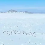 علوفه‌رسانی به آهوان در پارک ملی قمیشلو