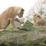 حیوانات وحشی هم به استقبال کریسمس رفتند