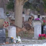 هجوم گوزن‌های گرسنه به قبرستان