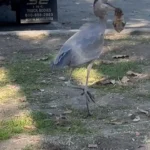 لحظه شکار یک گوفر توسط حواصیل آبی بزرگ در خشکی