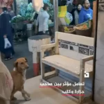 ویدئویی پربازدید از دست دادن یک سگ با قصاب