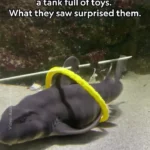 ببینید؛ کوسه‌ها و سفره‌ماهی‌ها هم بازی می‌کنند!