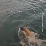 تعقیب هولناک پنگوئن توسط نهنگ‌های قاتل