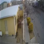 برخورد دسته بزرگ پرندگان به زمین!