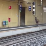 گوزن سرگردان در ایستگاه قطار