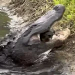 منفجر شدن لاک‌پشت بین آرواره‌های قدرتمند تمساح