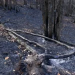 تصاویر؛ مهار آتشسوزی جنگلهای دیزمار قرهداغ تصاویر؛ مهار آتشسوزی جنگلهای دیزمار قرهداغ