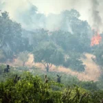 هیرکانی در اضطراب آتش بیتوجهی میسوزد/ گردشگرانِ ناآگاه، تهدید جنگلهای مازندران هیرکانی در اضطراب آتش بیتوجهی میسوزد/ گردشگرانِ ناآگاه، تهدید جنگلهای مازندران