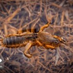 تصاویر؛ زنگ خطر برای تالاب بیشهدالان تصاویر؛ زنگ خطر برای تالاب بیشهدالان