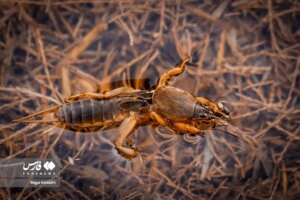 تصاویر؛ زنگ خطر برای تالاب بیشهدالان تصاویر؛ زنگ خطر برای تالاب بیشهدالان