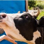 واکسن برای تب برفکی/ آنفلوآنزای پرندگان به ایران رسیده؟ واکسن برای تب برفکی/ آنفلوآنزای پرندگان به ایران رسیده؟