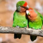 تب طوطی در پرندگان خانگی؛ این باکتری را جدی بگیرید تب طوطی در پرندگان خانگی؛ این باکتری را جدی بگیرید