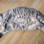 اولین آزمایش کاهش وزن گربه‌ها با ایمپلنت مشابه اوزمپیک آغاز شد