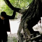 (عکس) قدیمیترین درخت انگور جهان (عکس) قدیمیترین درخت انگور جهان