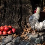 تصاویر؛ پاییز در کوچه باغهای درکه تصاویر؛ پاییز در کوچه باغهای درکه