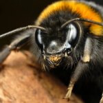 خوش بینی بین زنبورها واگیردار است! خوش بینی بین زنبورها واگیردار است!