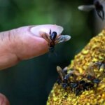 زنبورهای بی‌نیش، نخستین حشرات دارای حقوق قانونی