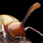 شاخ‌های مرگبار سوسک نر، سلاحی برای عشق و رقابت