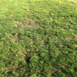 فاجعه‌ای به نام چمن شهر قدس