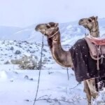 چرا پس از ۳۰ سال عربستان سفیدپوش شد؟