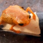 کشف قورباغهای مینیاتوری به اندازه نوک مداد! کشف قورباغهای مینیاتوری به اندازه نوک مداد!