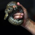 بوآهای کوبایی مثل گرگها شکار میکنند! بوآهای کوبایی مثل گرگها شکار میکنند!