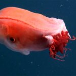 کشف هشت پایی که هفت دست دارد! کشف هشت پایی که هفت دست دارد!