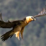 مشاهده «همای سعادت» این‌بار در بام ایران