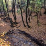 تصاویر؛ باران پاییزی در جنگل هیرکانی النگدره