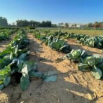 امارت چگونه بیابانهایش را سبز کرد؟ امارت چگونه بیابانهایش را سبز کرد؟