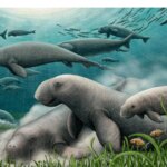 کشف یک فسیل ۲۱ میلیون ساله در خلیج فارس