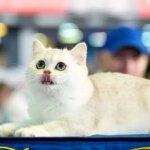 آیا گربه ها معنی میو میو کردن ما را می فهمند؟