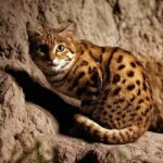 جایگاه برخی موضوعات در تمدن باستان جایگاه برخی موضوعات در تمدن باستان