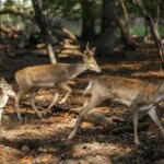 تصاویر؛ گوزن زرد ایرانی در دل دشت ناز تصاویر؛ گوزن زرد ایرانی در دل دشت ناز