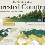 وضعیت کشورهای جهان بر اساس سهم هر نفر از جنگل‌ها + اینفوگرافیک و جایگاه ایران