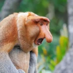 راز «زشتترین حیوان جهان»؛ چه توضیحی پشت پرده دماغ میمون بینیدراز پنهان است؟ راز «زشتترین حیوان جهان»؛ چه توضیحی پشت پرده دماغ میمون بینیدراز پنهان است؟