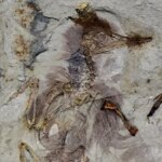 مرگ مرموز پرندهای ۱۲۰ میلیون ساله با بیش از 800 سنگ در گلو مرگ مرموز پرندهای ۱۲۰ میلیون ساله با بیش از 800 سنگ در گلو